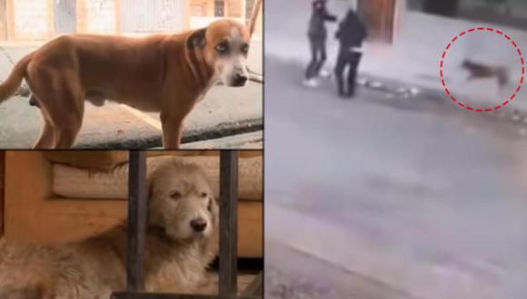 Los canes han sido llamados por los vecinos como los grandes protectores de la cuadra. (Foto: Video de YouTube).