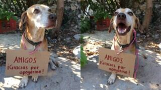 Deko, el perro con cáncer que tuvo que vender postres en la calle para pagar su tratamiento