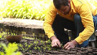 San Martín: reforestarán toda la región con especies forestales amazónicas