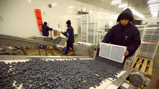 ADEX: Arándanos peruanos ingresarían entre los 10 productos más demandados por China