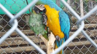 Aves silvestres fueron rescatadas de local campestre de Cajamarca