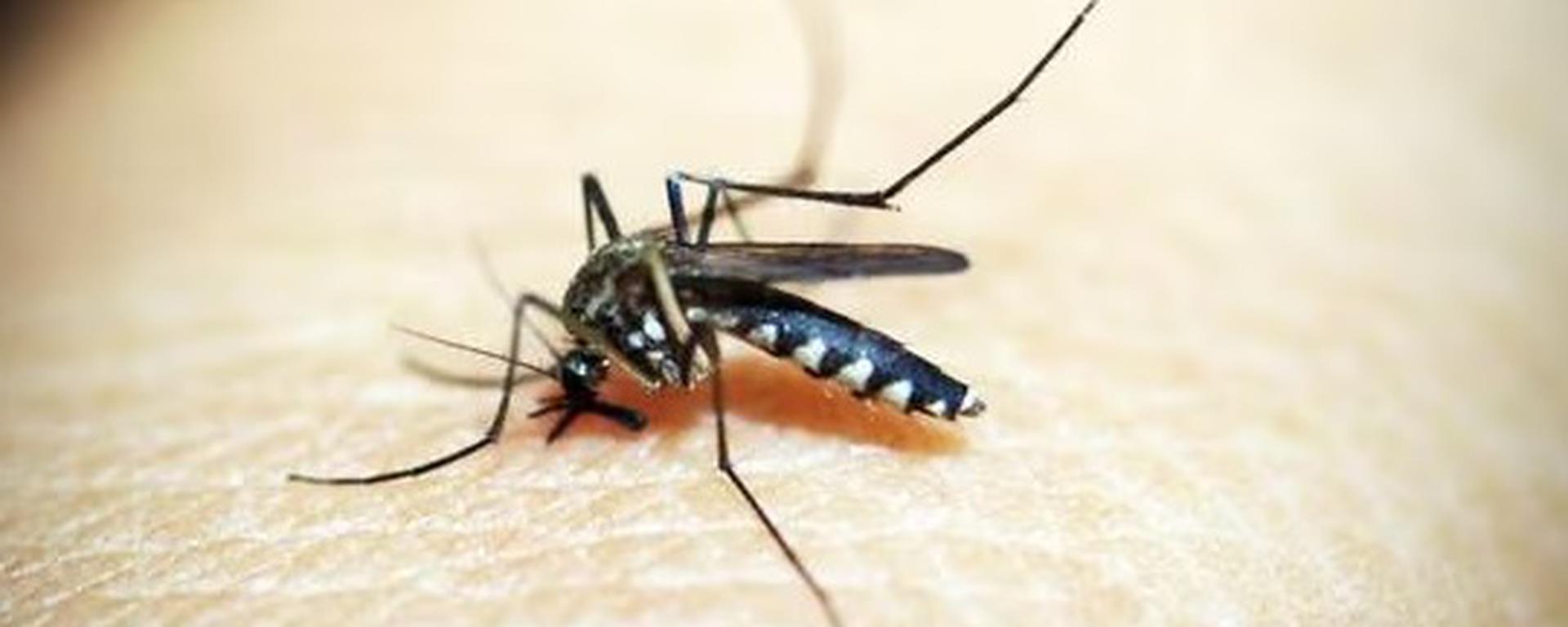 Incremento de casos de dengue en el Perú: todos los detalles sobre la emergencia sanitaria, fumigaciones y fallecidos