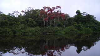 Cuatro nuevas vías se expanden rápidamente en la Amazonía de Ecuador