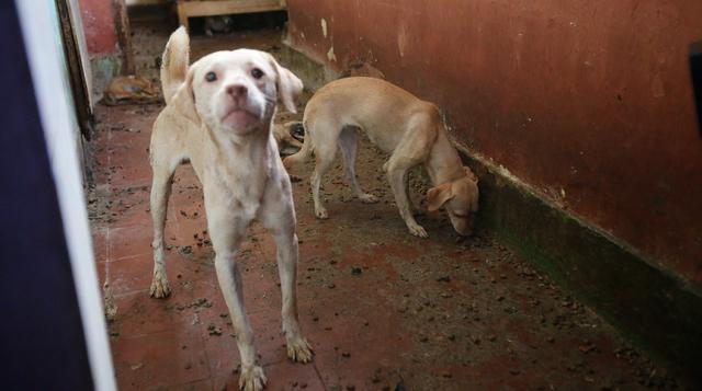 La Victoria: rescatan a 11 perros abandonados en departamento - 1