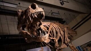 Un Tyrannosaurus Rex hallado hace casi 30 años es considerado como el más grande del mundo