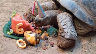 Henry, la tortuga que celebró sus 60 años con una torta de sus frutas favoritas