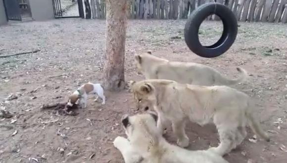 Un valiente perro se enfrentó a tres leones por su comida