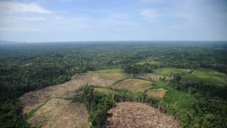 Perú: más de 12 mil hectáreas de deforestación y 9 pistas de aterrizaje para narcotráfico en Ucayali