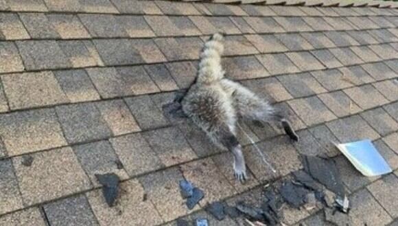 Una madre mapache quedó atrapada en el techo de una casa y el propietario la rescató justo a tiempo, con consejos de rescatistas. (Foto: Facebook / Santa Cruz County Animal Shelter).