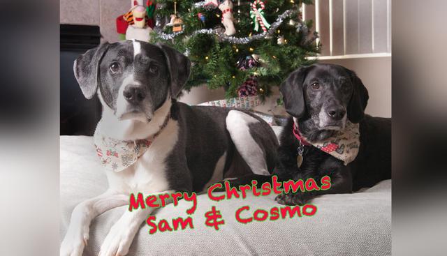 'Sam' y 'Cosmo' se salvaron de lo que parecía ser una muerte segura gracias a un abnegado veterinario. (Fotos: @cosmoandsam en Instagram)