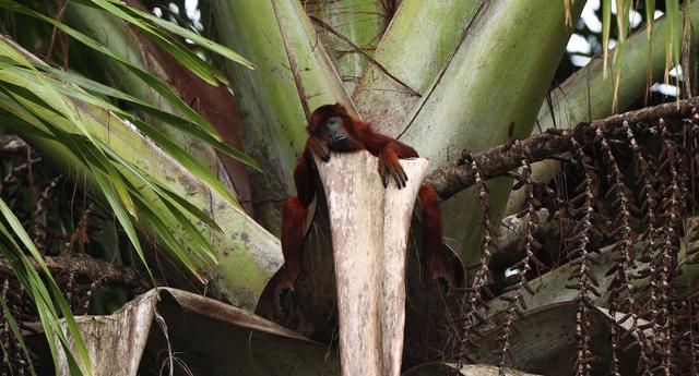 La Reserva Nacional de Tambopata, en Madre de Dios, se extiende sobre 274.690 hectáreas (Foto: Alessandro Currarino).