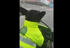 Facebook: ‘Ñero’, el perro policía que patrulla por calles de Bogotá | VIDEO 