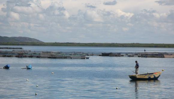 Nuevamente reportan muerte de miles de peces en laguna de Puno