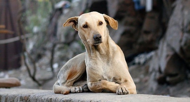 El desgarrador mensaje que un cachorro recién abandonado llevaba colgado en su collar. El video es viral en Facebook. (Pixabay)