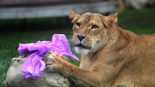 Parque de las Leyendas agasaja a ejemplares por el Día Mundial del León | FOTOS