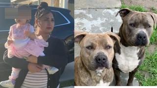 “Era el perro o mi hija”: madre apuñala a su perro pitbull tras brutal ataque