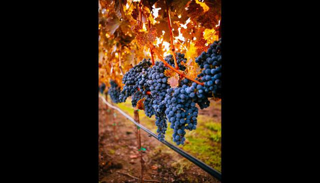 California, Estados Unidos. El Valle de Napa, a una hora en auto de la ciudad de San Francisco, se considera una visita obligada, pues sus uvas son de las más codiciadas. Ve a Andretti Winery, que se fundó en 1996 y, actualmente, abre de 10:30 a.m. a 5 p.m. Allí haz una cata simple desde US$15 por persona. También puedes ir a Darioush y pedir el Portafolio Tasting. De esta manera, saborearás 5 de sus mejores vinos por US$40. (Foto: Istock)