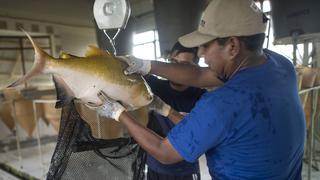 Créditos para desarrollo de pesca artesanal y acuicultura alcanzaron los S/12 millones en 2019