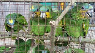 Ucayali: rescatan a 1.500 aves silvestres de traficantes de animales
