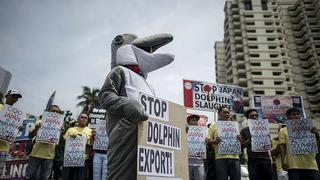 Caza de delfines por parte de Japón sigue indignando al mundo