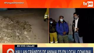 Callao: hallan restos de más de un centenar de animales al interior de un local comunal 