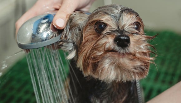 Dueño lavando a su cachorro. (Imagen: Tima Miroshnichenko / Pexels)