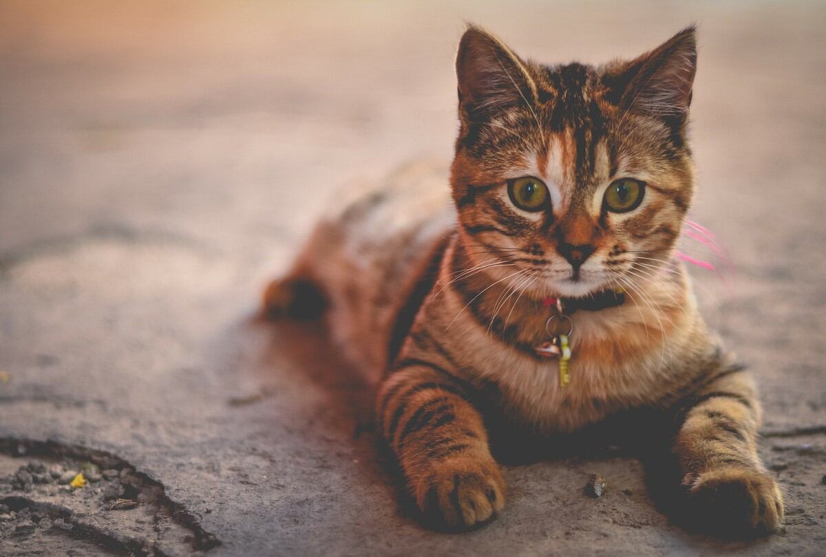 La divertida reacción de estos gatos al ver a sus dueños enmascararse del filtro de un felino es viral en Facebook. (Foto: Pixabay /referencial)