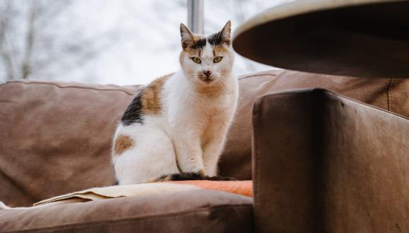 Trucos caseros para eliminar el olor a orina de gato de tu sofá | Hogar |  Hacks | nnda | nnni | RESPUESTAS | MAG.