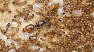 ¿Por qué las hormigas reina viven 30 años?