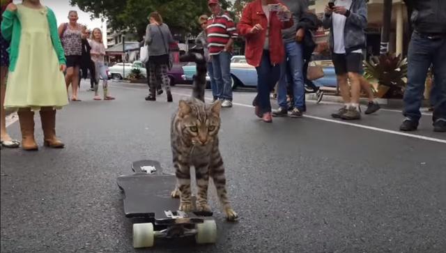 Este simpático felino hacer de las suyas en una patineta y ha sorprendido a los usuarios de Facebook.