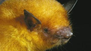 El murciélago dorado boliviano, sorprendente nueva especie