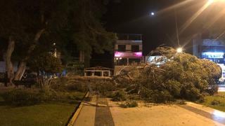 Áncash: siete niños heridos tras caída de árbol en plaza de armas de Casma