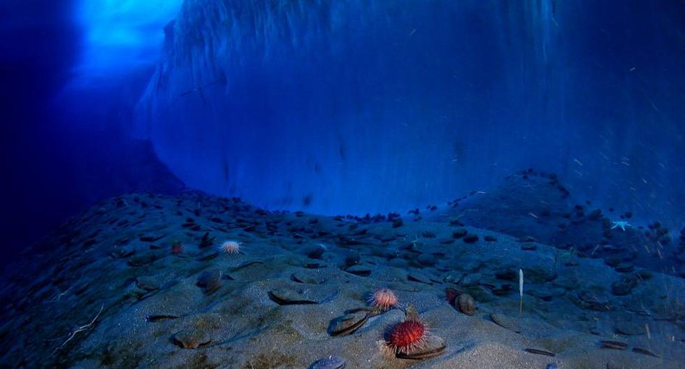 Fondo marino junto al hielo en el océano Antártico. (Foto: Wikimedia)