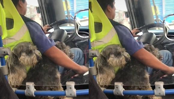 Conoce más sobre la tierna historia en la nota. (Foto: Captura/TikTok- zaida_anticona)