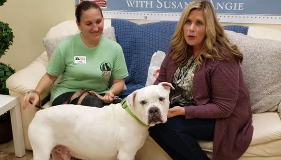 Esta es la historia de Canek, un perro que salvó la vida de dos cachorros enfermos gracias a la sangre que 'donó' | Foto: Captura de video / Facebook / SPCA of Brevard Adoption Center