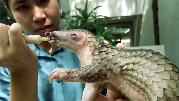 Esta foto de agosto del 2002 muestra a una joven veterinario alimentando a una bebé pangolín hembra que fue incautada por la policía de Tailandia. (Foto: Reuters)