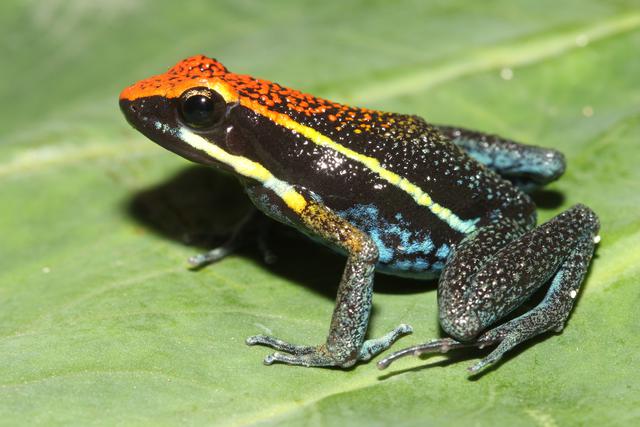 Conoce la nueva área de conservación regional en San Martín