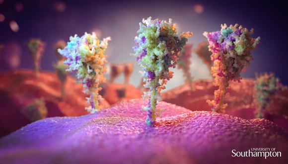 Imagen del pico de proteína en la superficie de las células expuestas a la vacuna contra la COVID-19. (UNIVERSITY OF SOUTHAMPTON)