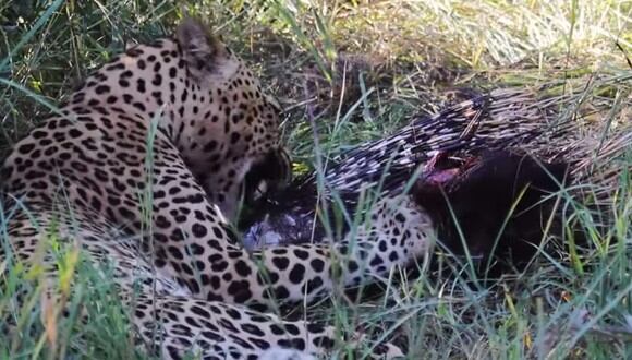 Aunque parece imposible, un leopardo logró devorarse a un cuerpo espín de la forma más sorprendente. (Foto: Captura YouTube)