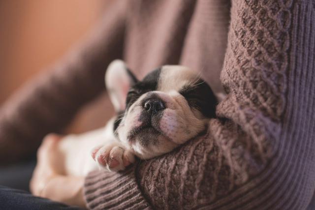 Llevar a tu perro a la cama puede ayudar a reducir el estrés (Foto: Pixabay/ Referencial)