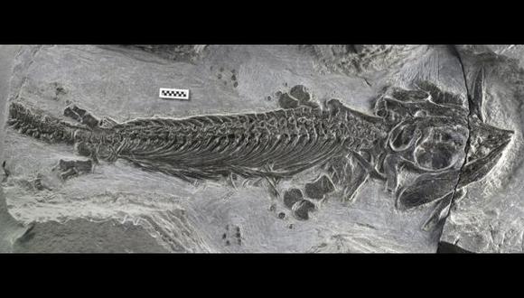 Hallan eslabón perdido de reptiles marinos prehistóricos