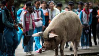 China llora la muerte del heroico cerdo que sobrevivió 36 días bajo los escombros de un terremoto