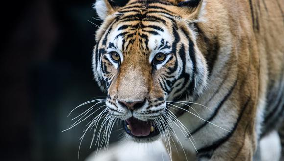 Tigre muere de un disparo tras morder el brazo de un trabajador que trató de tocarlo en zoológico de Florida. (Foto referencial, ANTHONY WALLACE / AFP).
