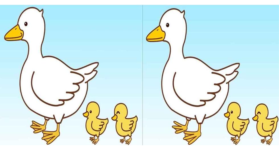 Visual Challenge |  Can you spot the differences?  Visual challenge with duck and ducklings in 12 seconds |  Viral