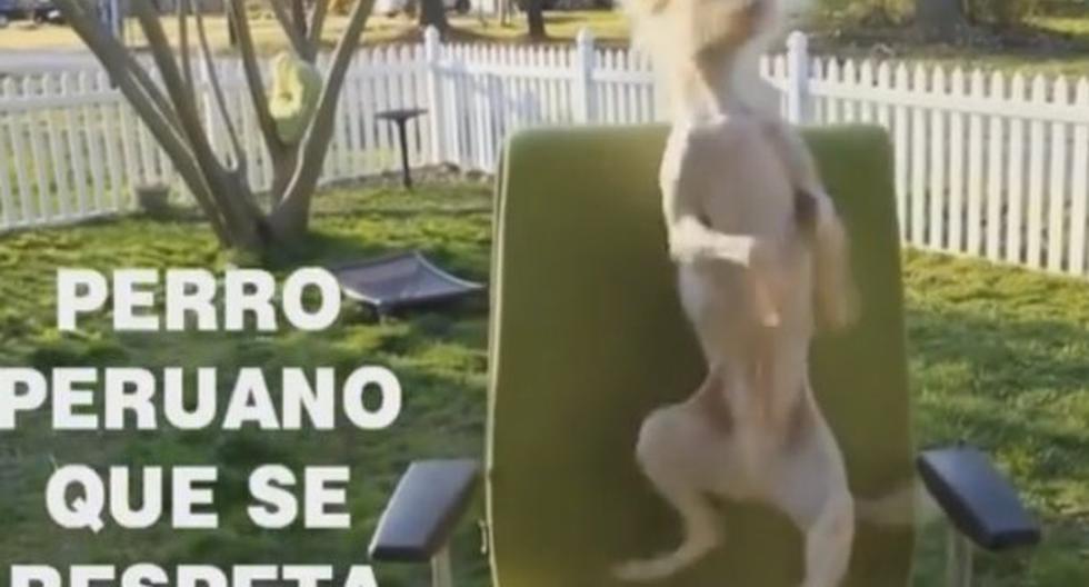 Un video de un perro \"bailando festejo\" se ha vuelto la sensación de Facebook. Se trata de un can que domina este baile, a propósito de las Fiestas Patrias. (Foto: Facebook)