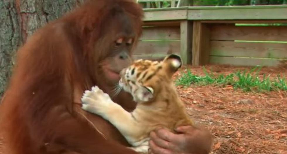 Orangután adopto a tigrillos. (Foto: Captura YouTube)