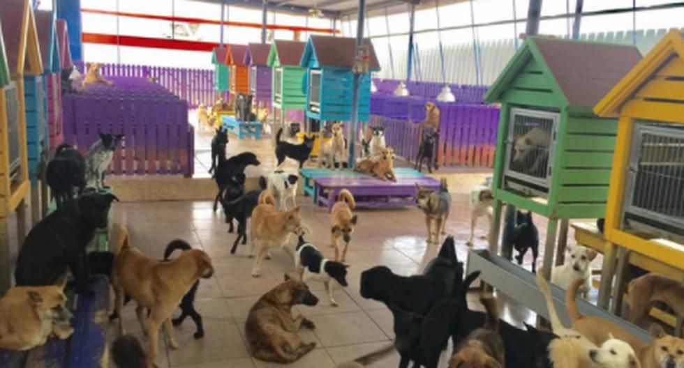 Este santuario da vida a cientos de animales en Taiwán | WUF | EL