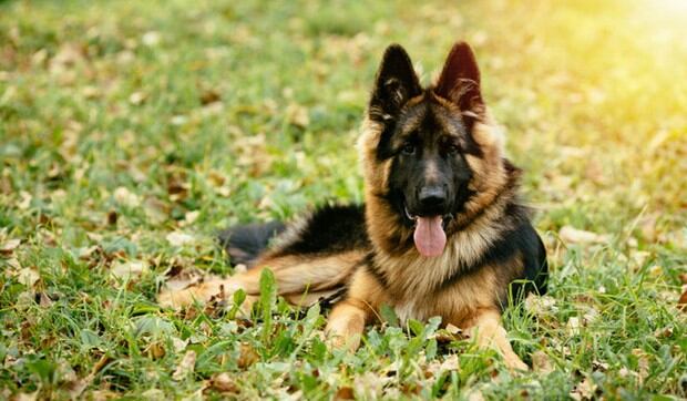 Perro de raza pastor alemán. (Foto:Freepik)