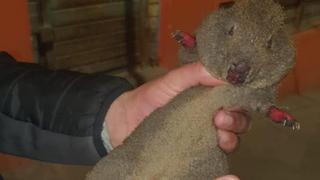 Cusco: un cuy silvestre fue rescatado con vida en medio del incendio forestal registrado en la región
