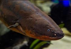 Miguel Wattson, la anguila eléctrica que enciende las luces de un acuario con su energía